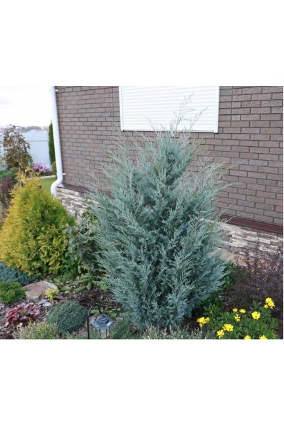 Можжевельник скальный Мунглоу